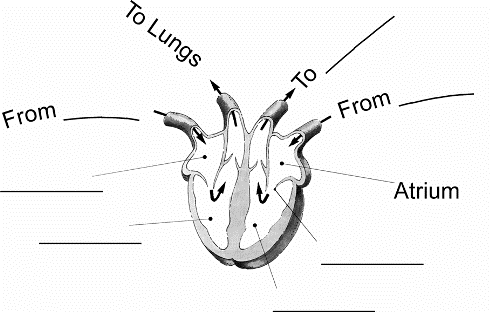 Diagram of the heart